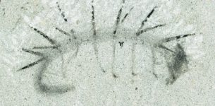 wyxs9hmw-1407921649